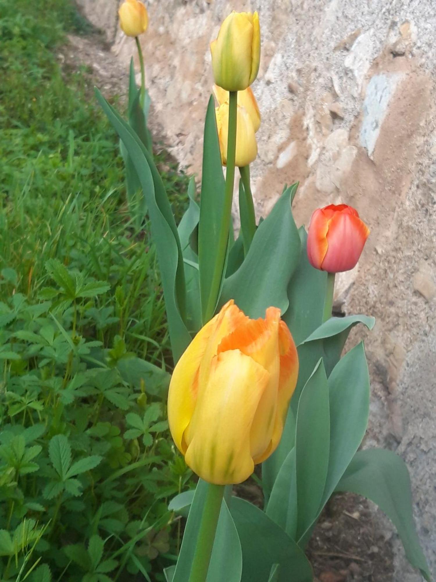Corte Martinola Bed&Breakfast In Franciacorta Ome Bagian luar foto